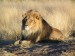 270px-Lion_waiting_in_Namibia